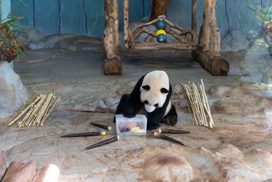 Hainan zoo helps keep animals cool in scorching summer