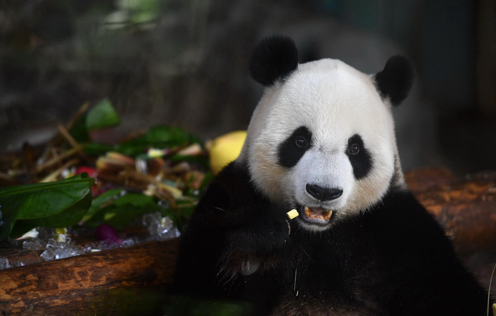 Eighth birthday for pair of giant pandas celebrated in Haikou, Hainan province