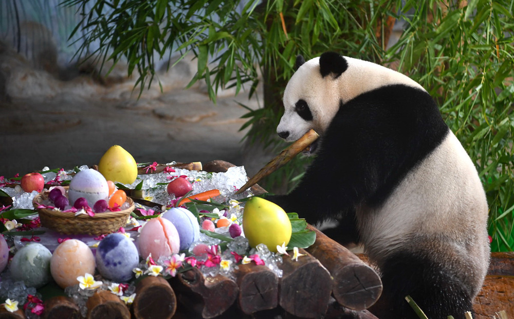 Eighth birthday for pair of giant pandas celebrated in Haikou, Hainan province