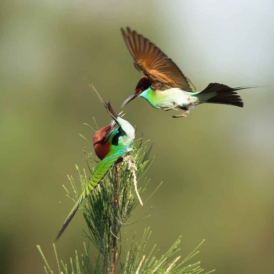 S China's Haikou sees bee-eater population rise from 26 to 72 in four years