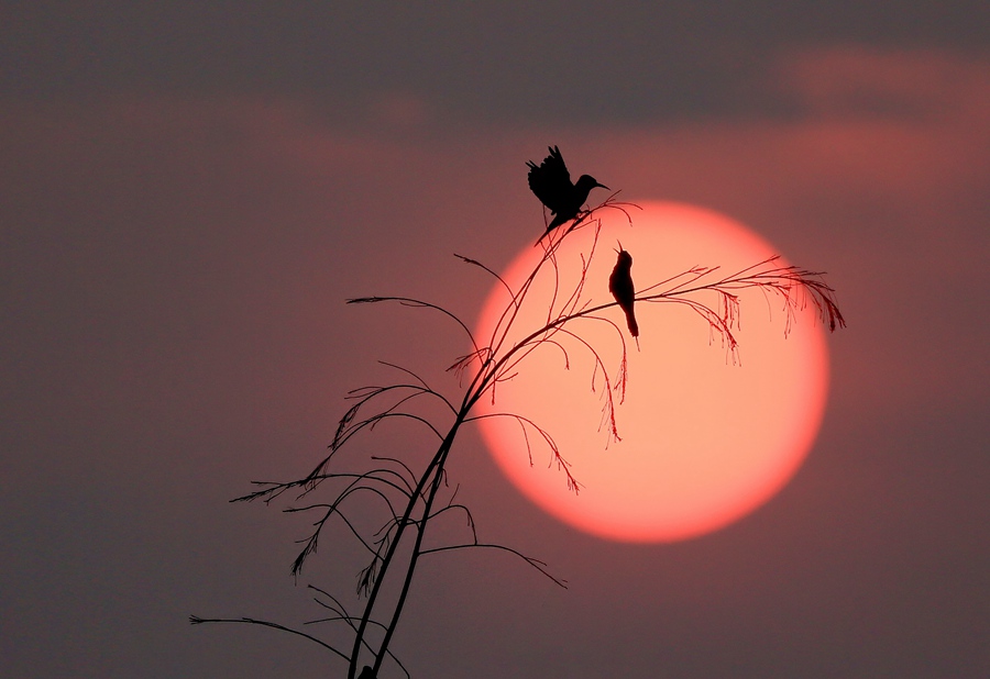 S China's Haikou sees bee-eater population rise from 26 to 72 in four years