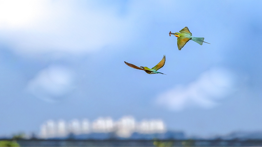 S China's Haikou sees bee-eater population rise from 26 to 72 in four years
