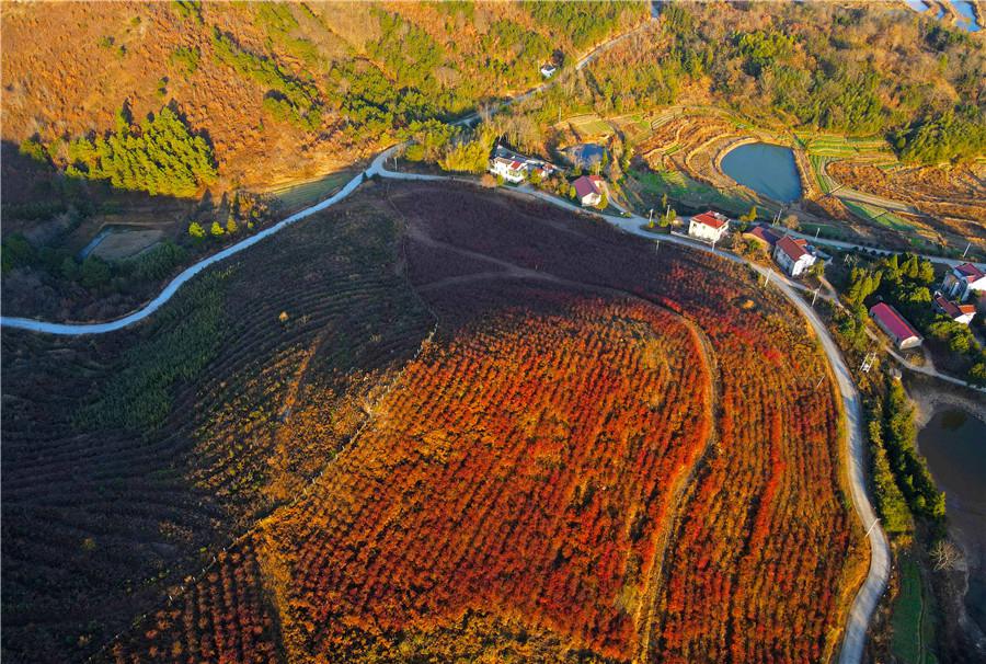 Rosy red blueberry leaves brighten up mountains in E China’s Anhui