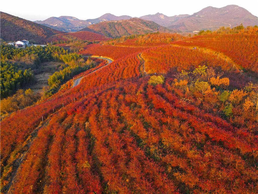 Rosy red blueberry leaves brighten up mountains in E China’s Anhui