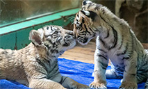 Newly-born Bengal tiger quintuplets to make debut in Guangzhou