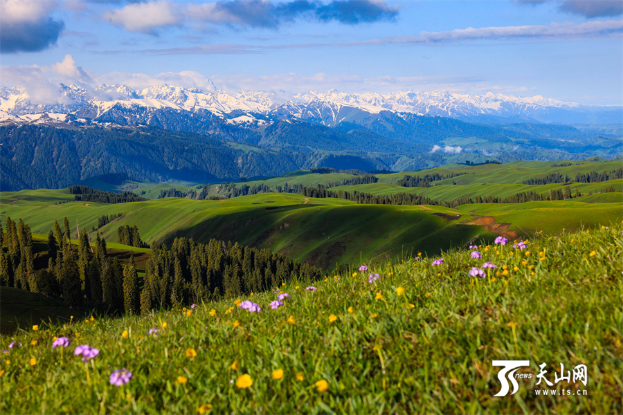Colorful carpet of mountain flowers brightens Nanshan Pasture in Xinjiang