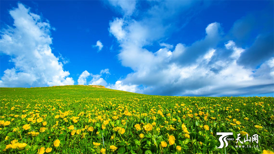 Colorful carpet of mountain flowers brightens Nanshan Pasture in Xinjiang