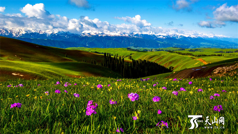 Colorful carpet of mountain flowers brightens Nanshan Pasture in Xinjiang