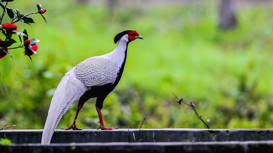 Changting county in China's Fujian becomes paradise for birds