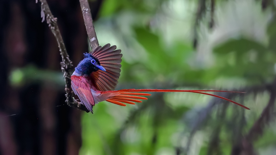 Changting county in China's Fujian becomes paradise for birds