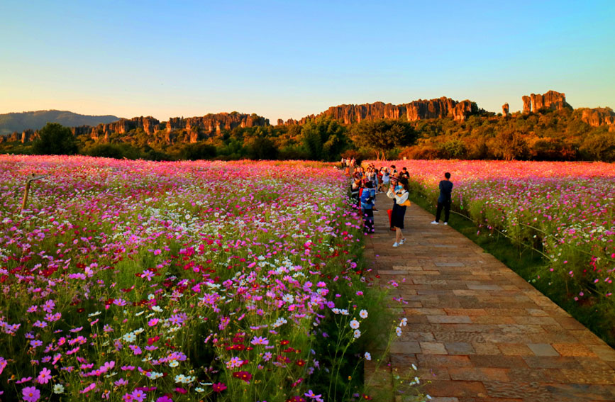 Tourists flock to see blooming garden cosmoses in stone forest of SW China's Yunnan