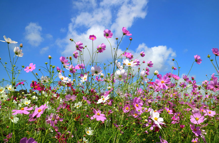 Tourists flock to see blooming garden cosmoses in stone forest of SW China's Yunnan