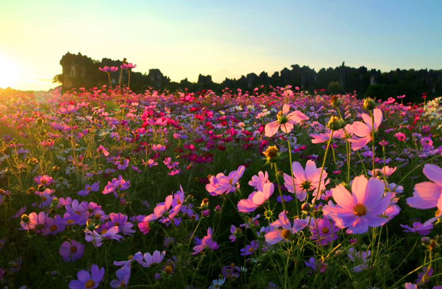 Tourists flock to see blooming garden cosmoses in stone forest of SW China's Yunnan