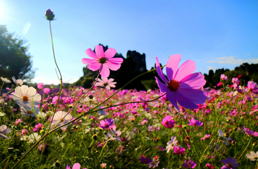 Tourists flock to see blooming garden cosmoses in stone forest of SW China's Yunnan