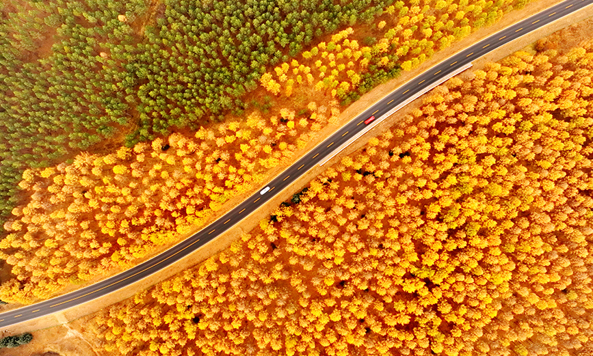 In pics: autumn scenery of Saihanba forest farm in China's Hebei