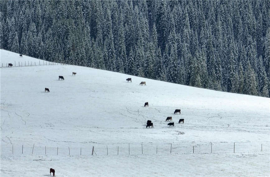 Snow turns village in China's Xinjiang into 
