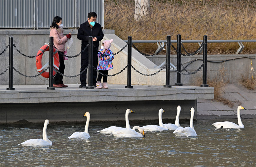 Swans wintering in Korla of NW China’s Xinjiang add charm to city