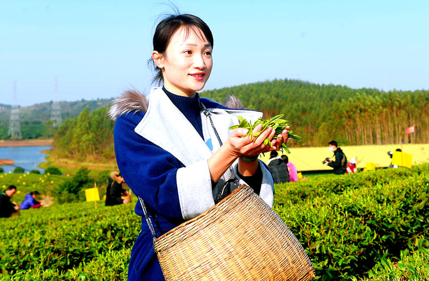 County in south China's Guangxi enters early spring tea harvest season