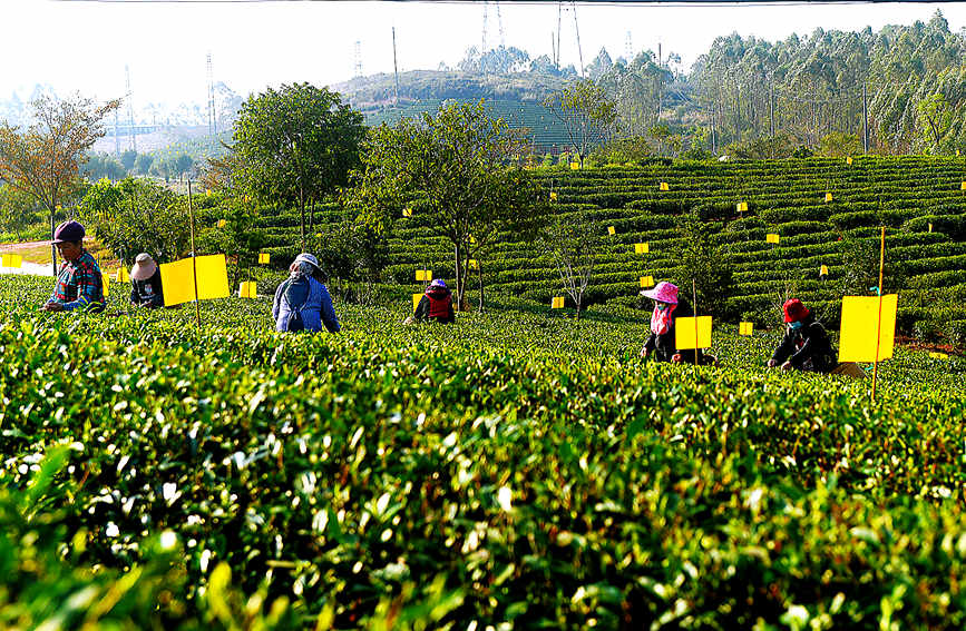 County in south China's Guangxi enters early spring tea harvest season