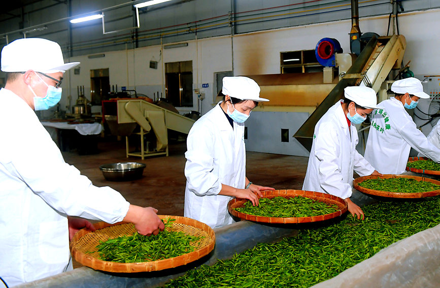 County in south China's Guangxi enters early spring tea harvest season