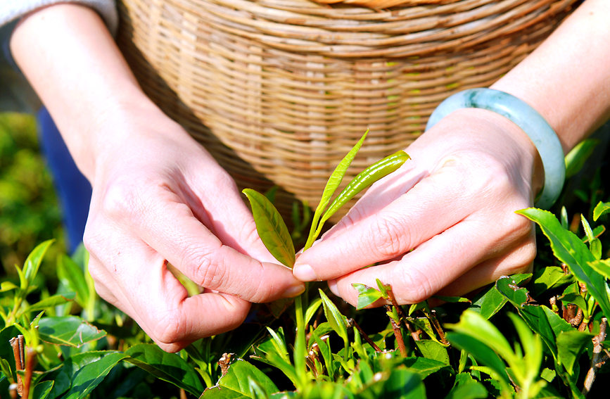 County in south China's Guangxi enters early spring tea harvest season