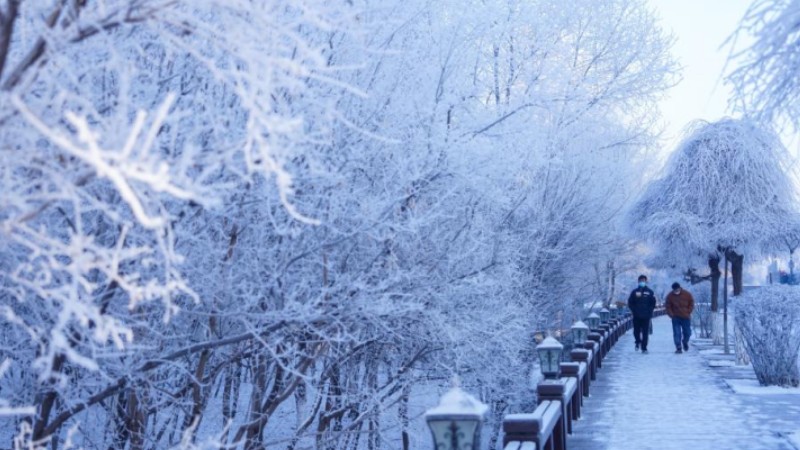 Charming rime scenery near Songhua River in NE China's Jilin