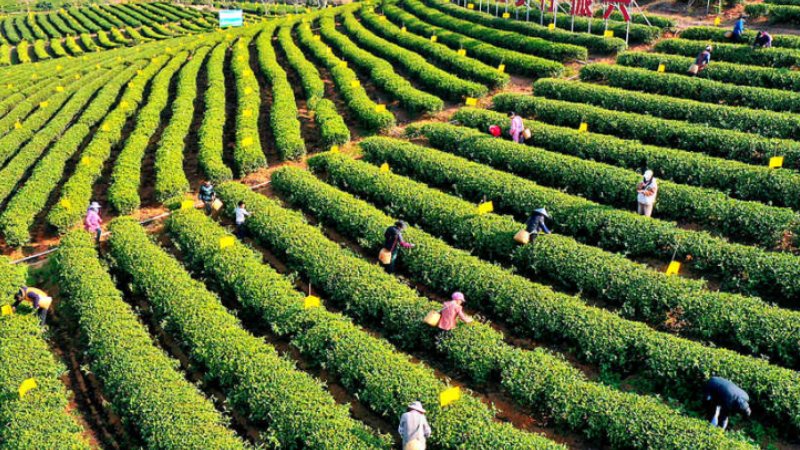 County in south China's Guangxi enters early spring tea harvest season