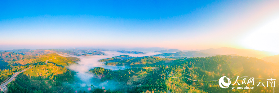 Intoxicating cherry blossoms cover tea garden in China’s Yunnan