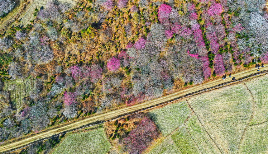Tourists admire blossoming flowers in E China's Jiangxi