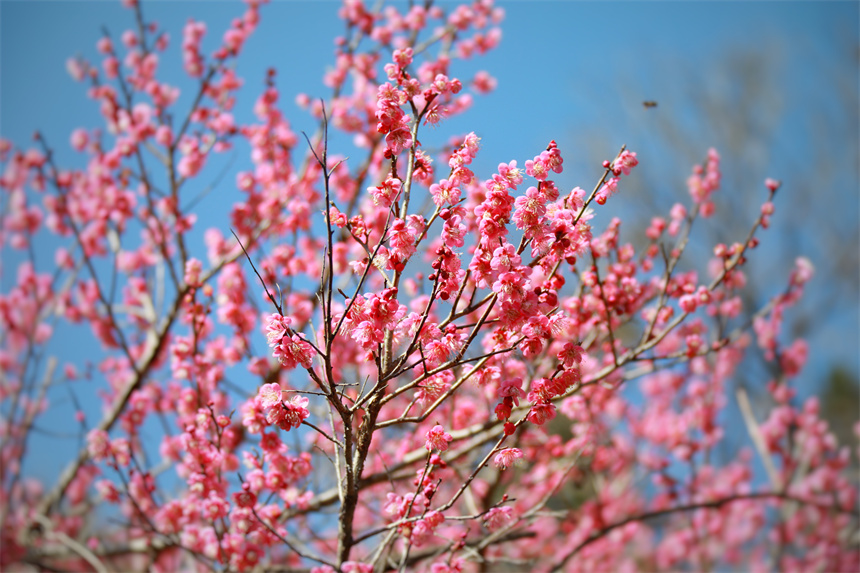 Tourists admire blossoming flowers in E China's Jiangxi