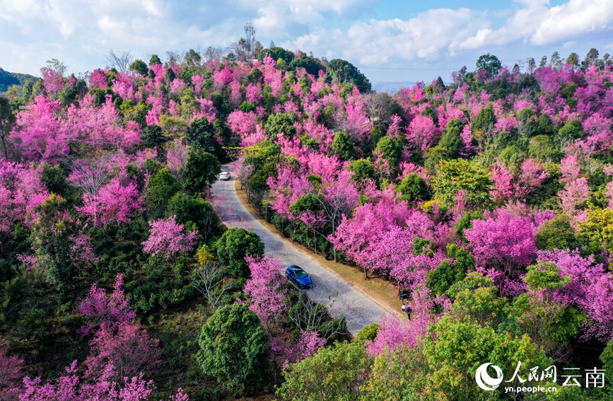 Cherry blossoms in SW China's Yunnan attract throngs of visitors