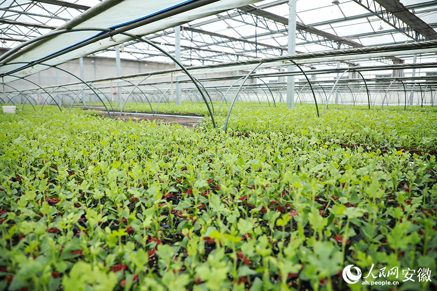 Expert helps farmers in E China’s Anhui increase incomes