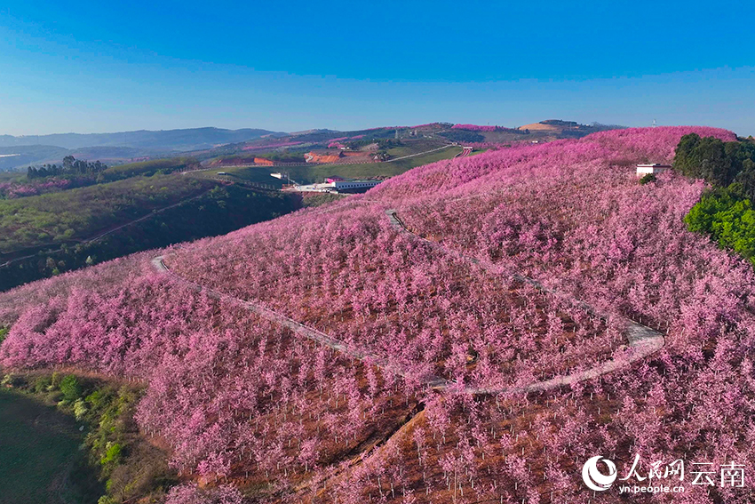 Cherry blossoms light up valley in SW China’s Yunnan
