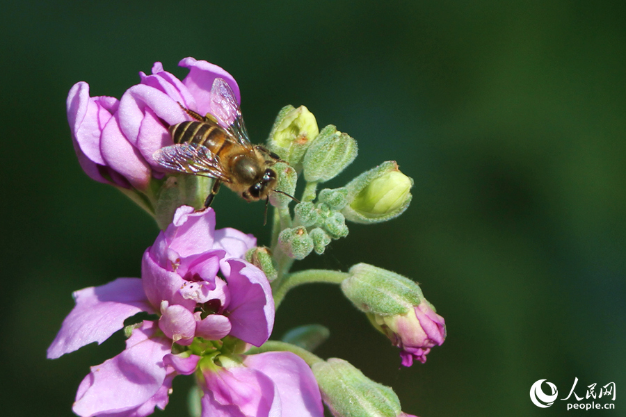 Violets in full bloom in Xiamen, SE China’s Fujian