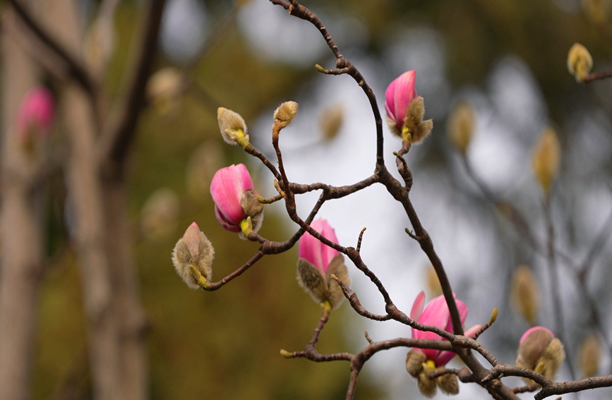 400-year-old saucer magnolia tree blossoms in Hanzhong, NW China’s Shaanxi