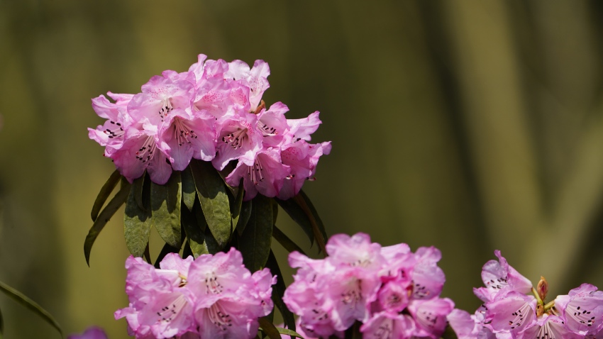 Alpine azalea flower show opens in Giant Panda Valley in SW China’s Sichuan