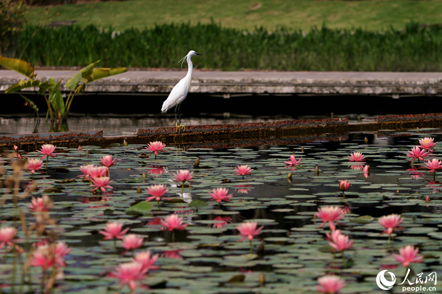 Water lily flowers bloom in Xiamen, SE China’s Fujian