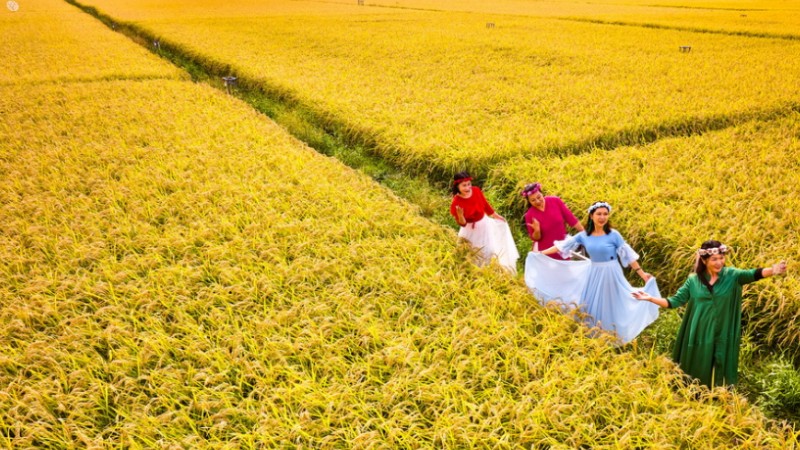 Rice harvest in N China's Inner Mongolia