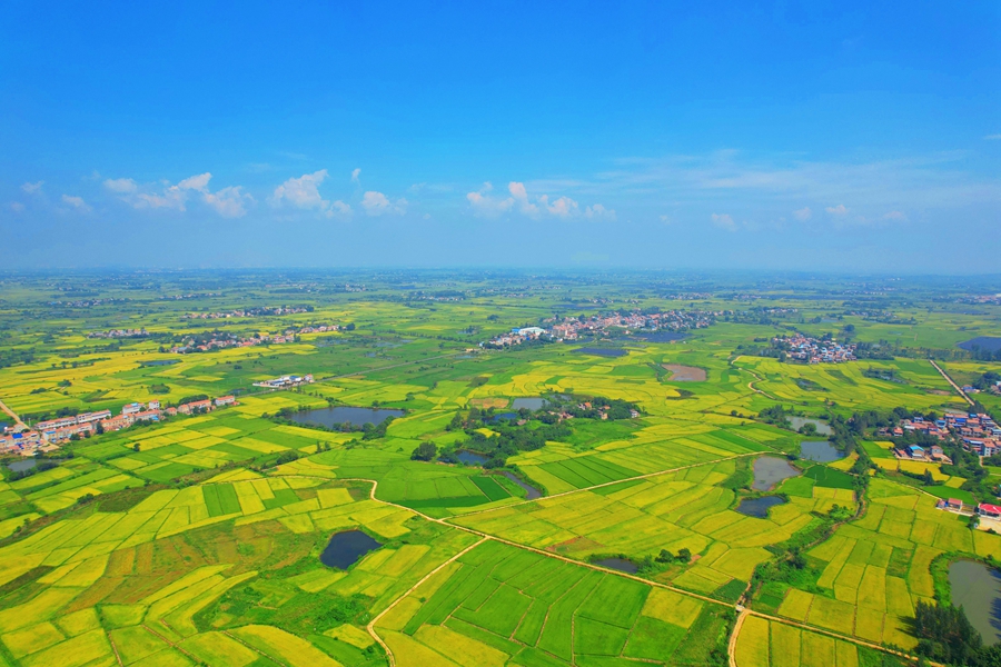 Scenes of bountiful autumn harvests across China