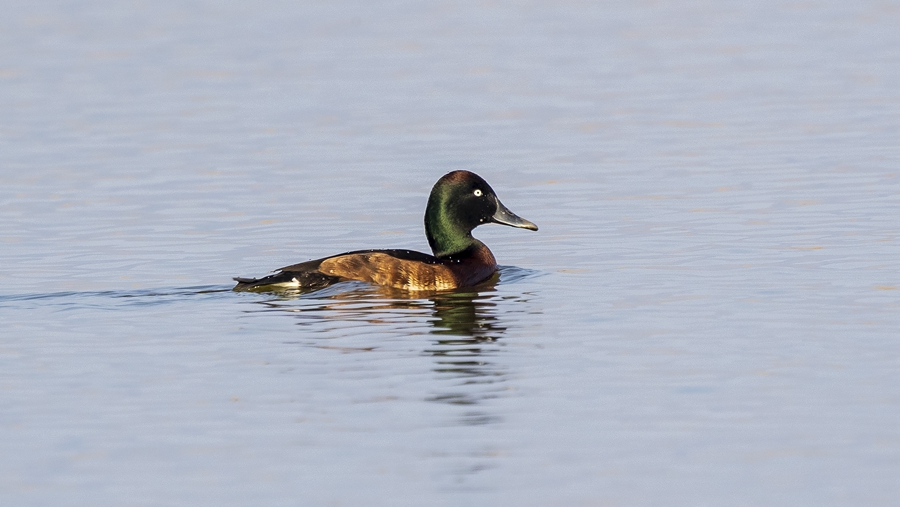 Rare Baer's pochards spotted anew in Ningde, SE China's Fujian
