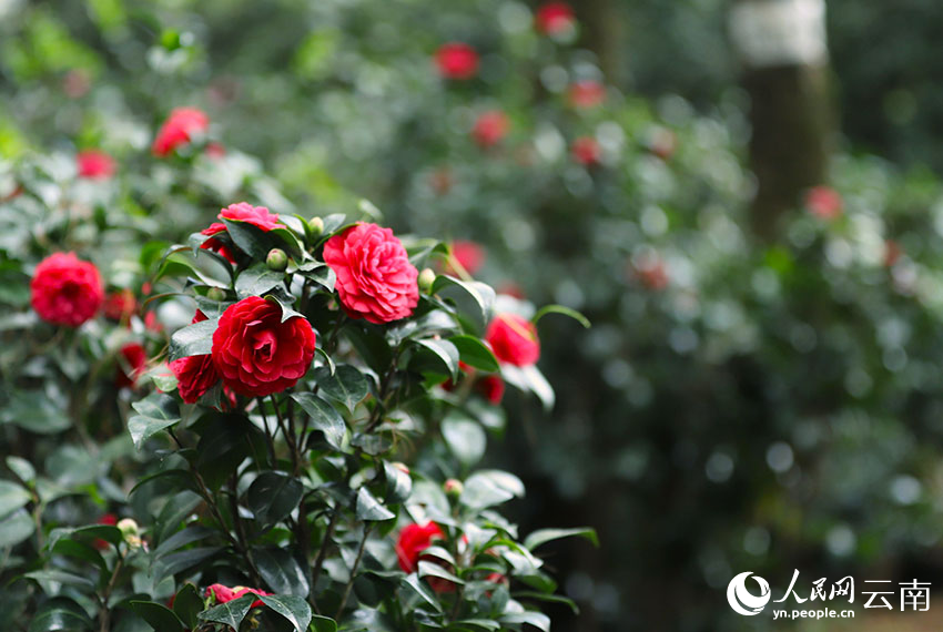 In pics: Blooming camellia flowers in Kunming, SW China's Yunnan