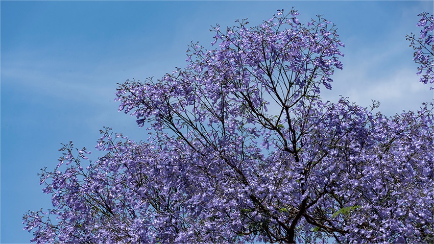 Blooming jacaranda trees turn road in SW China's Kunming into wonderland