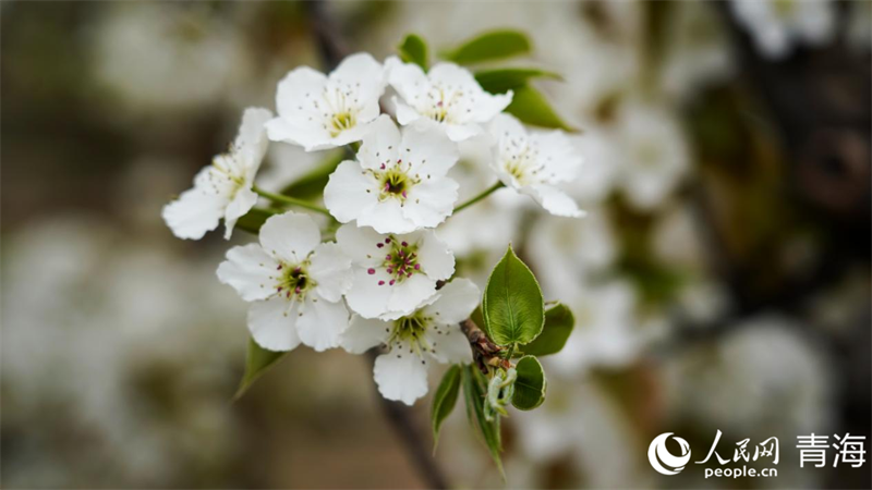 In pics: Beautiful pear flowers attract tourists in NW China's Qinghai