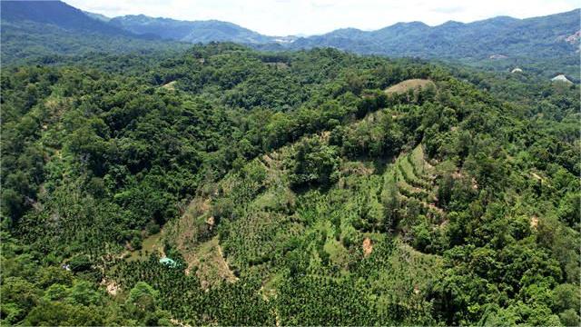 China's Hainan records new plant species