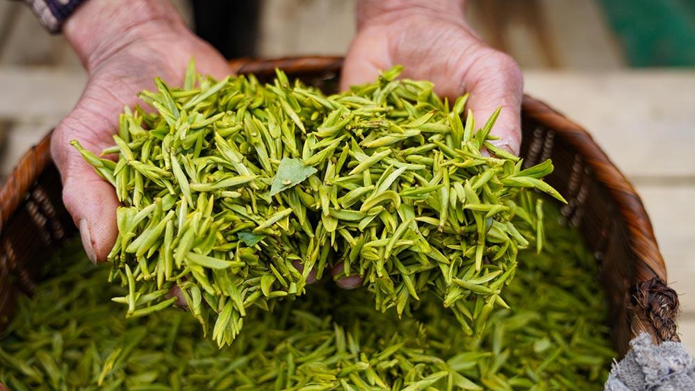 Tea harvesting begins in Qiandao Lake region, E China's Zhejiang