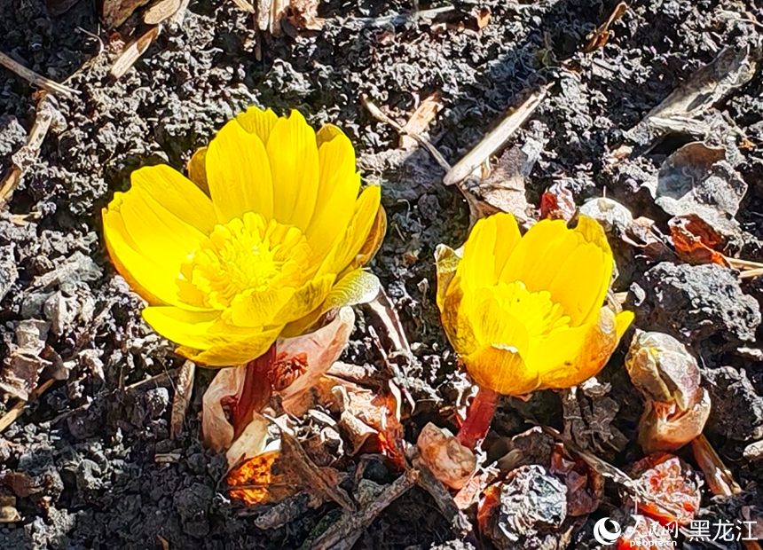 In pics: Blooming Adonis amurensis in Harbin, NE China's Heilongjiang