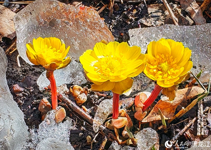 In pics: Blooming Adonis amurensis in Harbin, NE China's Heilongjiang