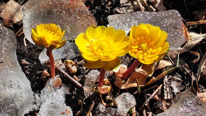 In pics: Blooming Adonis amurensis in Harbin, NE China's Heilongjiang