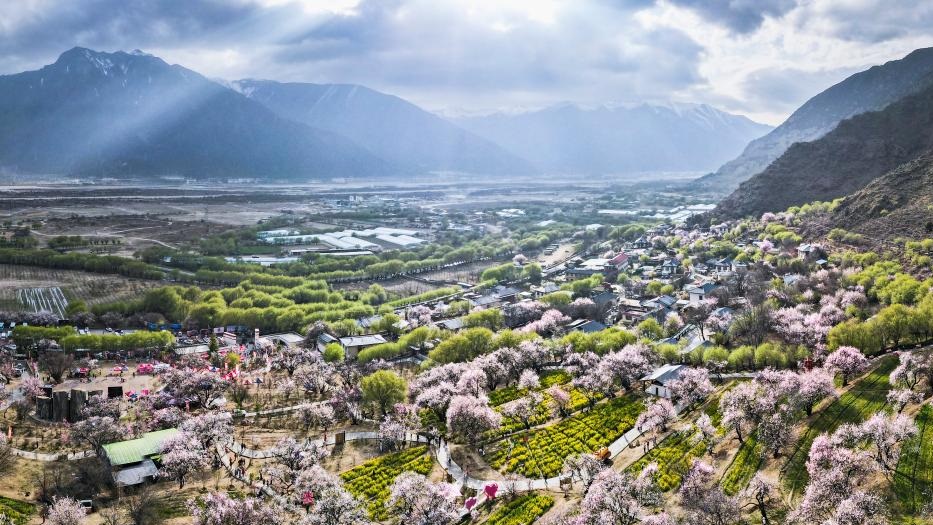 Peach blossoms in full bloom in Nyingchi, China's Xizang