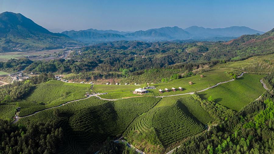 Town in E China's Anhui boosts rural revitalization with tea industry